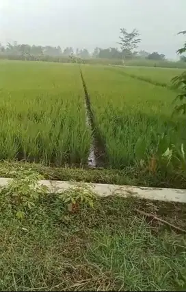 Dijual Sawah dekat rumah makan Mak Engking Minggir Sleman