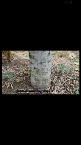 bisa untuk gudang,peternakan,perkebunan dll