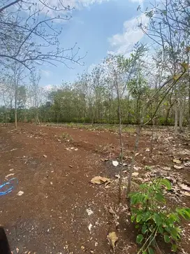 Dijual tanah SHM u/peternakan dll