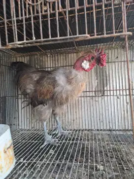 Ayam kate,tema, kapas biasa, kapas legun
