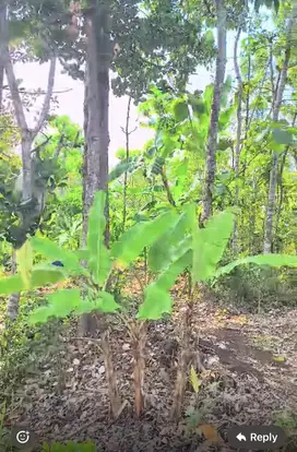 Kebun cengkeh dan durian wonosalam