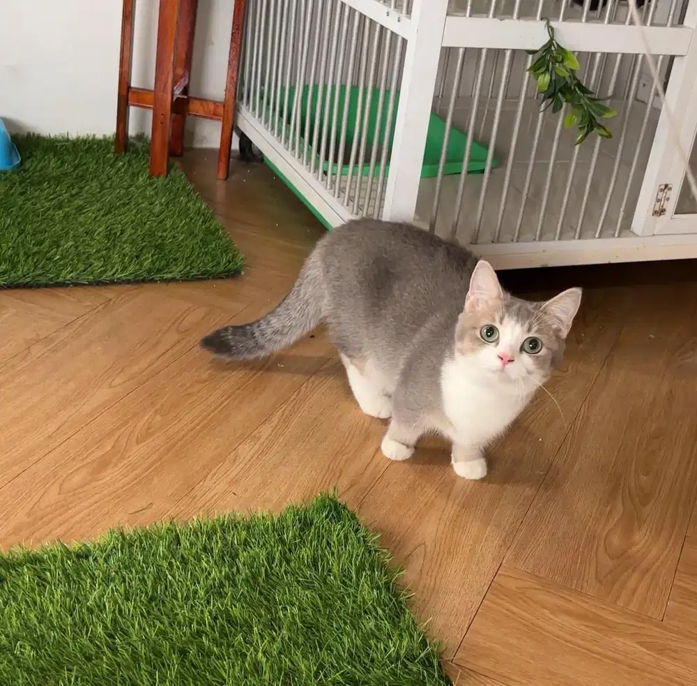 Kucing BSH Munchkin Betina