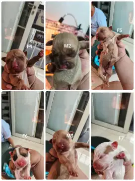 ANAKAN ANJING BULLY XXL X PITBULL