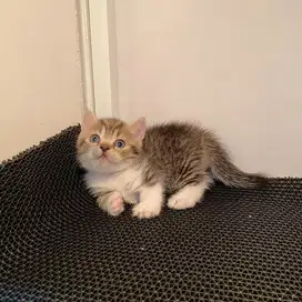 Kucing Munchkin BSH Black Golden
