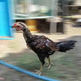 Ayam BK Mangon Remaja