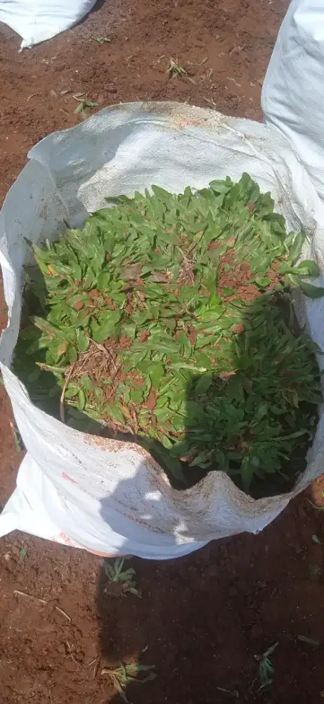 Rumput gajah mini kwalitas terbaik