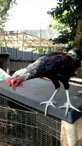 ayam pelung jantan