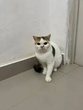 Bsh kucing non ped