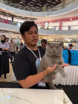 Grooming Kucing | Salon Kucing jogja