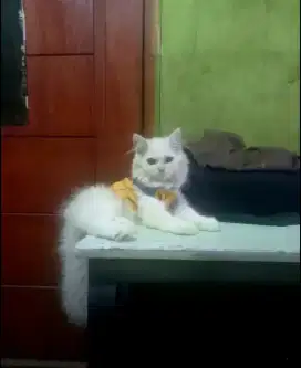 Lepas adopt kitten 4,5bln Jantan