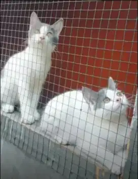 Sepasang satu juta aja kembar bulu pendek manis
