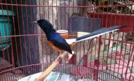 Murai Muda Hutan Ekor Panjang