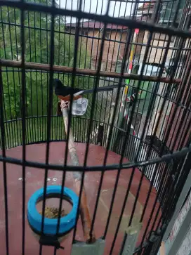 Di jual burung murai gacor