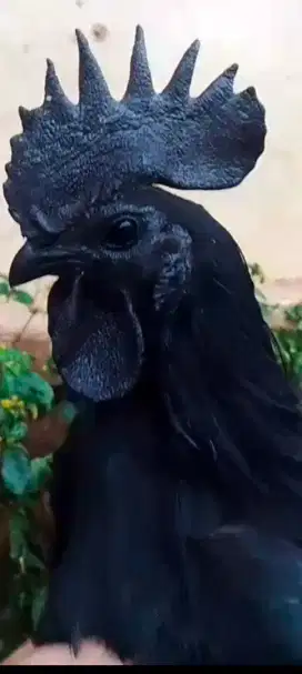 Ayam Cemani Jantan LH