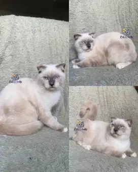 BSH BRITISH SHORTHAIR SCOTISH COLORPOINT BLUE EYES