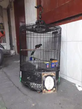 murai prestasi bulu baru