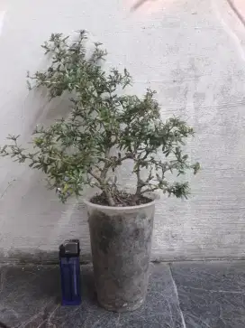 Bonsai saeng simbur micro