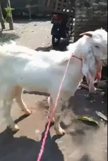 3 ekor kambing etawa siap kawin 1 jantan 2 betina 1 th siap ternak top