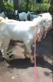 3 ekor kambing etawa senduro 1 thn 1 jantan 3 betina siap kawin ternak