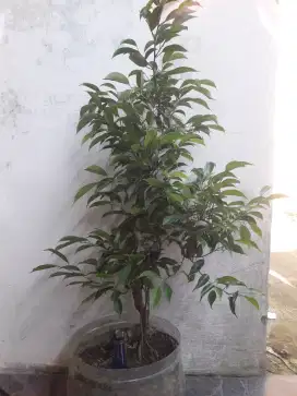 Bonsai berigin minyak