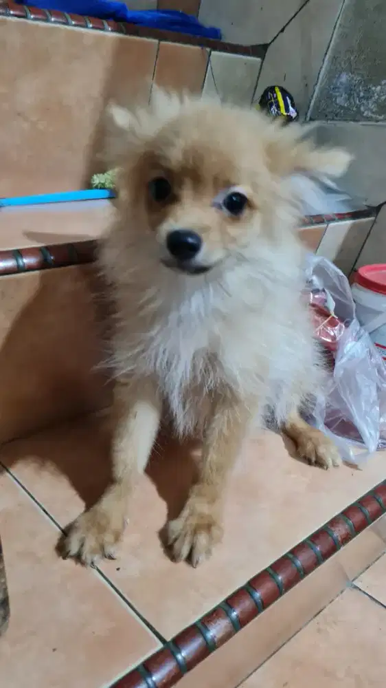 Pomeranian puppy Pom