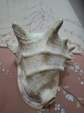 Keong laut untuk 
Hiasan rumah 
Limited edition 
Barang terawat 
Pemak