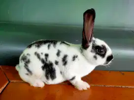 Anakan kelinci Rex pure