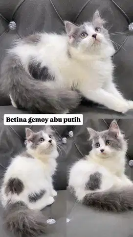 Betina abu putih