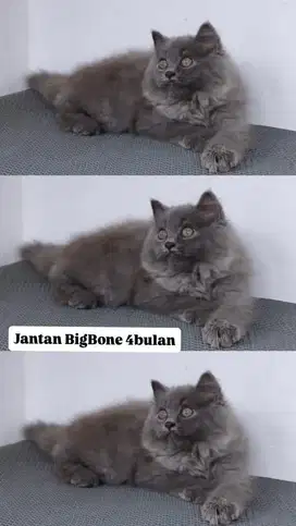 Kitten jantan abu solid