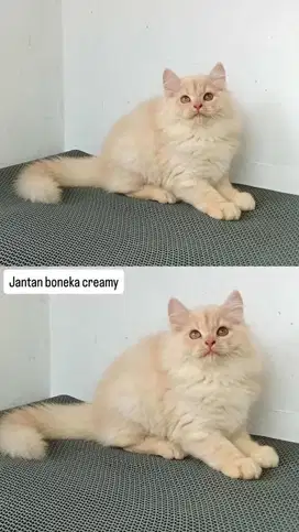 Kitten jantan cream