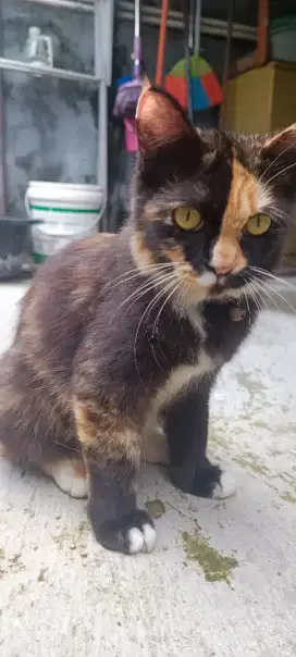 Free Adopt 2 kucing