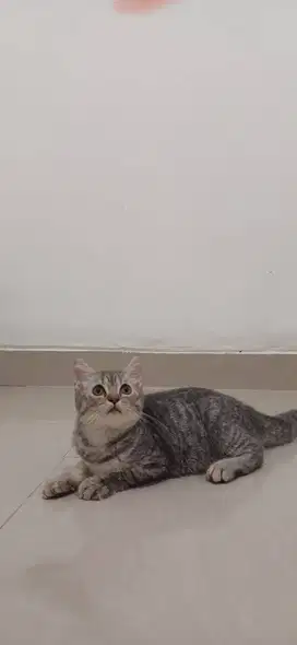 British Short Hair BSH Mix