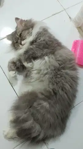 Ras Persian medium