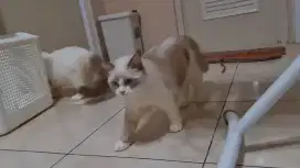 Ragdoll Betina 7 Bulan
