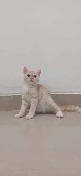 British Short Hair BSH MIX