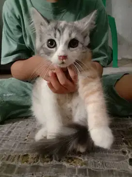 Anakan kucing Persia mixdom usia 3-4 bulan