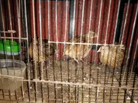 Jual puyuh petelur