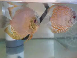 Ikan discus leopard