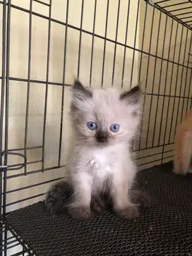 lepas adop kitten persia