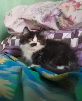 Kucing persia/Jantan/2.5 bulan