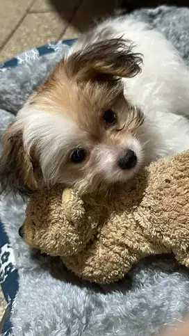 Maltipoo anakan poodle mix maltise