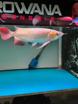 Arwana super red ukuran 35cm up jual BU