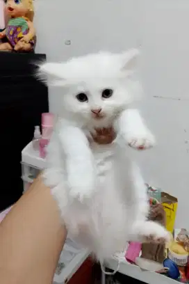 Anakan Persia umur 2 bulan..