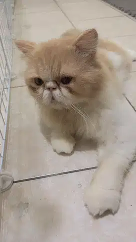 Peaknose jantan