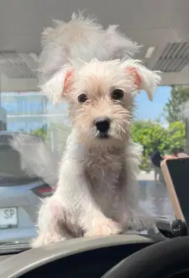 Schnauzer betina kosongan