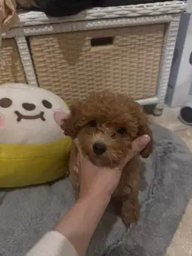 Female Toy Poodle - Murah Meriah Nego