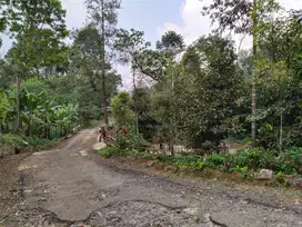 dijual kebun durian, manggis, cengkeh, pala, teh dll harga 160 rb