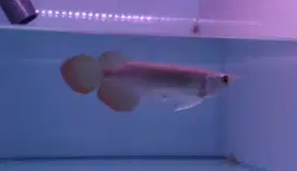Arwana Arowana super red ekor lebar -+19-20cm