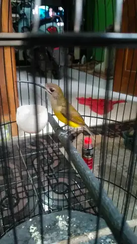 Pijantung pisang