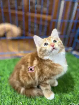 Ready kucing Persia